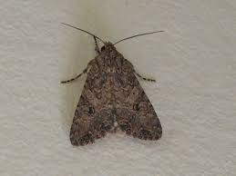 Attēlu rezultāti vaicājumam “Polia nebulosa”