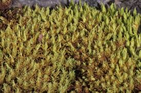 Attēlu rezultāti vaicājumam “Tortella tortuosa”