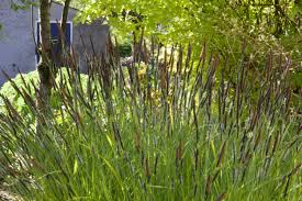 Attēlu rezultāti vaicājumam “Carex elata”