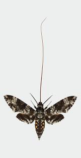 Image result for hawk moth