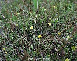 Attēlu rezultāti vaicājumam “Ranunculus flammula”