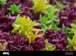 Attēlu rezultāti vaicājumam “Sphagnum angustifolium”
