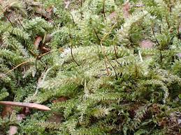 Attēlu rezultāti vaicājumam “Herzogiella seligeri”