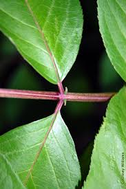 Attēlu rezultāti vaicājumam “Sambucus nigra leaf”