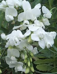 Attēlu rezultāti vaicājumam “Lathyrus latifolius flower”