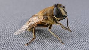 Attēlu rezultāti vaicājumam “Eristalis sp.”