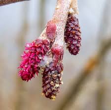 Attēlu rezultāti vaicājumam “Alnus glutinosa female flower”