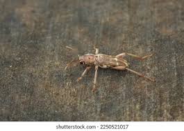 Attēlu rezultāti vaicājumam “Paracorymbia maculicornis imago”