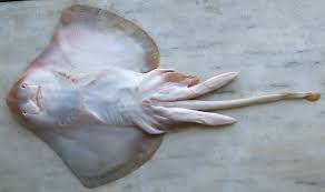 Image result for Raja radula