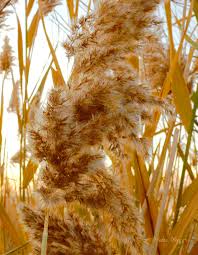 Attēlu rezultāti vaicājumam “Phragmites communis flower”