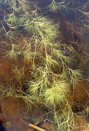 Attēlu rezultāti vaicājumam “Stuckenia pectinata”