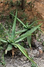 Attēlu rezultāti vaicājumam “Xanthorrhoeaceae”