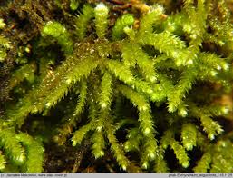 Attēlu rezultāti vaicājumam “Eurhynchium angustirete”