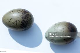 Attēlu rezultāti vaicājumam “Larus ridibundus eggs”