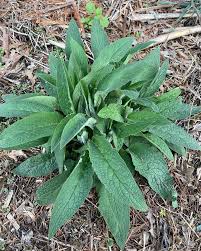 Attēlu rezultāti vaicājumam “Symphytum officinale leaf”