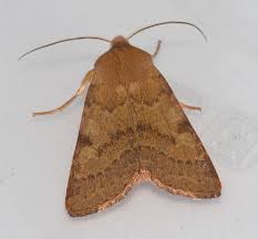 Attēlu rezultāti vaicājumam “Agrochola helvola imago”