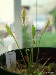 Attēlu rezultāti vaicājumam “Drosera anglica fruit”