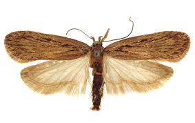 Attēlu rezultāti vaicājumam “Perichaena depressa sessile”