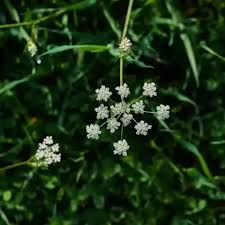 Attēlu rezultāti vaicājumam “Laserpitium prutenicum”