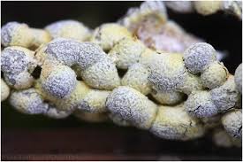 Attēlu rezultāti vaicājumam “Physarum conglomeratum”