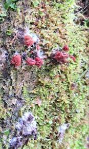 Attēlu rezultāti vaicājumam “Stemonitis fusca var. nigrescens stalked”