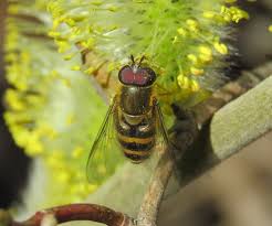 Attēlu rezultāti vaicājumam “Syrphus torvus”