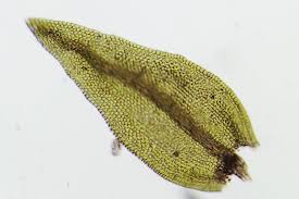 Attēlu rezultāti vaicājumam “Leskea polycarpa”