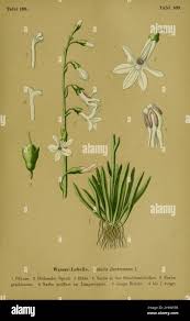 Attēlu rezultāti vaicājumam “Lobelia dortmanna bud”