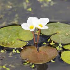 Attēlu rezultāti vaicājumam “Hydrocharis morsus-ranae”