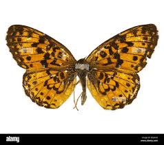 Attēlu rezultāti vaicājumam “Boloria dia upperside”