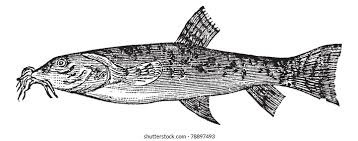 Attēlu rezultāti vaicājumam “Barbatula barbatula”