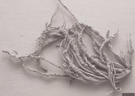 Attēlu rezultāti vaicājumam “Arthonia leucopellaea”