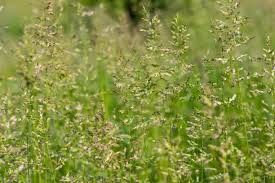 Attēlu rezultāti vaicājumam “Poa pratensis fruit”