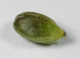 Attēlu rezultāti vaicājumam “Hydrocharis morsus-ranae fruit”