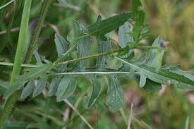 Attēlu rezultāti vaicājumam “Centaurea scabiosa leaf”