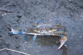 Image result for Callinectes sapidus