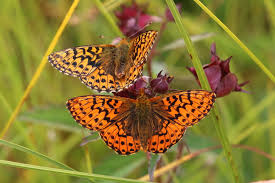 Attēlu rezultāti vaicājumam “Boloria aquilonaris underside”