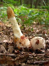 Attēlu rezultāti vaicājumam “Phallus impudicus”