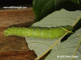 Attēlu rezultāti vaicājumam “Laothoe populi larva”