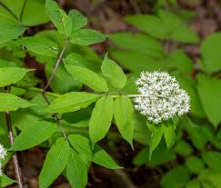 Attēlu rezultāti vaicājumam “Sambucus racemosa leaf”