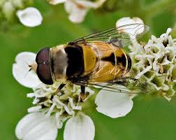 Attēlu rezultāti vaicājumam “Heyderia pusilla”