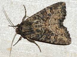 Attēlu rezultāti vaicājumam “Apamea remissa”