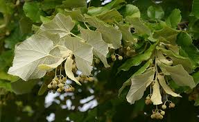 Attēlu rezultāti vaicājumam “Tilia tomentosa fruit”