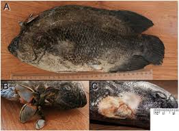 Image result for Lobotes surinamensis