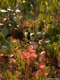 Attēlu rezultāti vaicājumam “Drosera rotundifolia leaf”