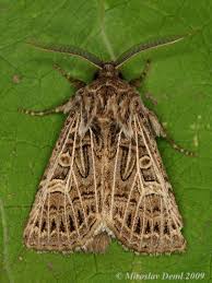 Attēlu rezultāti vaicājumam “Tholera decimalis male”