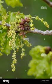 Attēlu rezultāti vaicājumam “Quercus robur female flower”