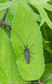 Attēlu rezultāti vaicājumam “Agapanthia villosoviridescens”