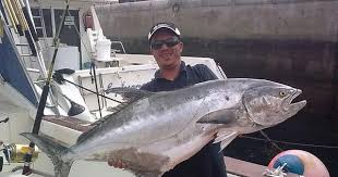 Image result for Lichia amia