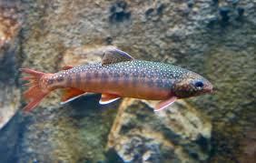 Image result for Salvelinus malma